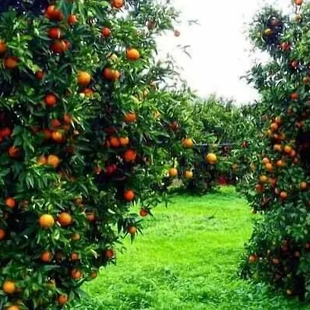 Bed and breakfast Giardino Isabella Palagiano